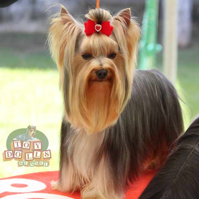 YORKSHIRE TERRIER