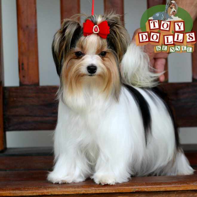 Nosso Campeao Mundial -Word Dog Show Brasil CBKC