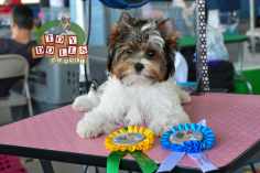 Biewer Terrier Nascidos no Canil Toy Dolls