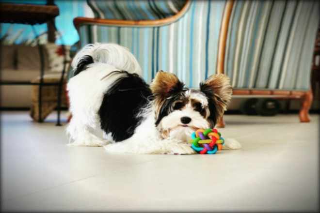 Biewer Terrier Nascidos no Canil Toy Dolls