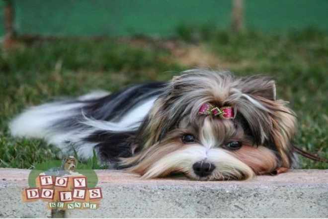 Biewer Terrier Nascidos no Canil Toy Dolls