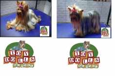 Yorkshire Terrier Nascidos no Canil Toy Dolls