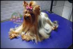 Nossos Yorks - Plantel Canil Toy Dolls.