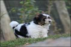 Biewer Terrier - Características e Surgimento da Raça -Canil Toy Dolls