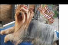 Yorkshire Terrier