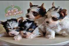 Filhotes de Biewer Terrier Disponíveis