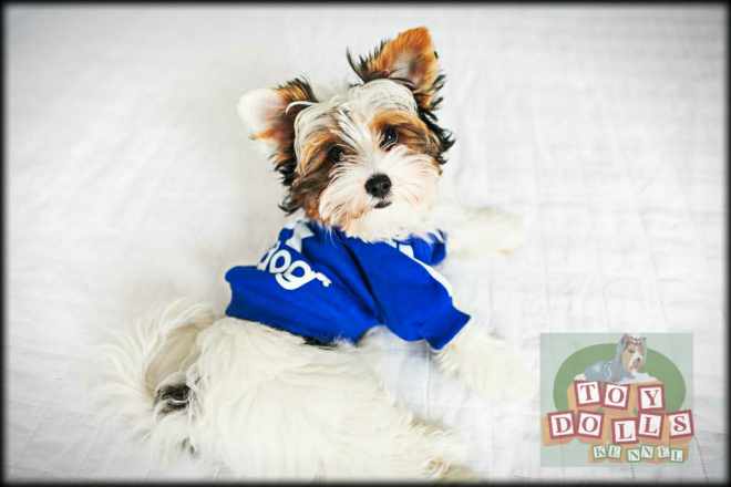 Filhotes de Biewer Terrier Disponíveis