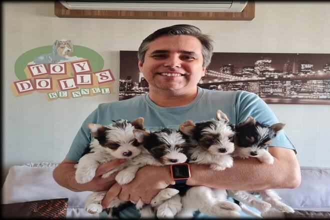 Filhotes de Biewer Terrier Disponíveis