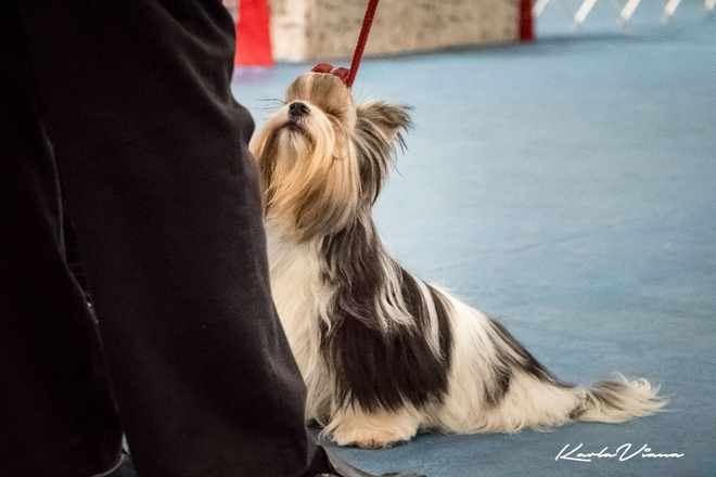 Toy Dolls - Nossos Biewers Terries em Exposição 