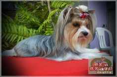 Nossos Biewers  -  Plantel Canil Toy Dolls