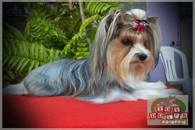 Nossos Biewers  -  Plantel Canil Toy Dolls