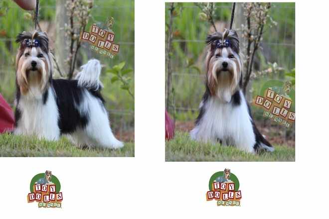 Nossos Biewers  -  Plantel Canil Toy Dolls