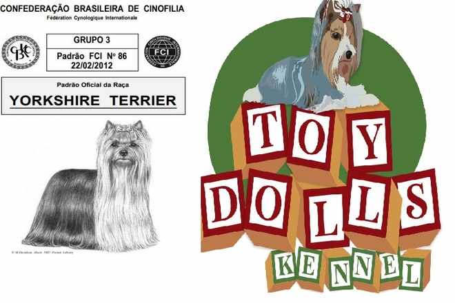 Yorkshire Terrier Características e Surgimento da Raça - Canil Toy Dolls.